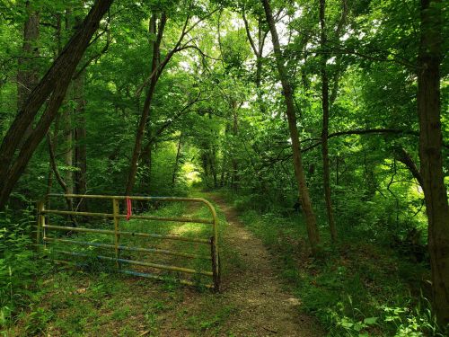 A green forest path leads through trees, with a yellow gate partially open at the entrance.