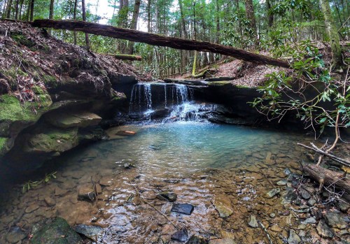 A serene forest scene featuring a small waterfall cascading into a clear pool, surrounded by lush greenery and rocks.