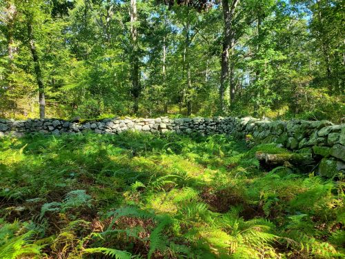 A stone wall surrounded by lush green ferns and trees in a sunlit forest setting.