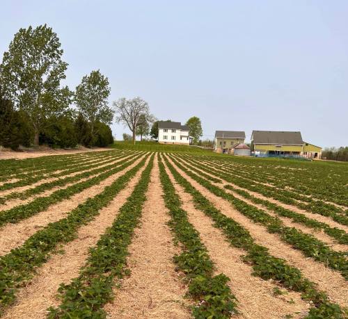 A lush strawberry field with rows of plants, leading to a white house and two other buildings in the background.