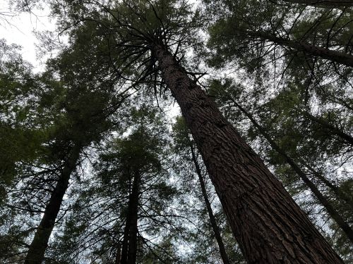 Looking up at tall trees with textured bark against a cloudy sky.