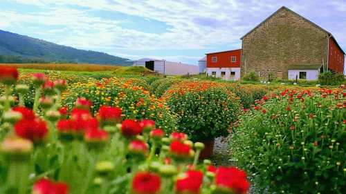 A vibrant flower field with red and orange blooms, set against a rustic barn and rolling hills under a blue sky.