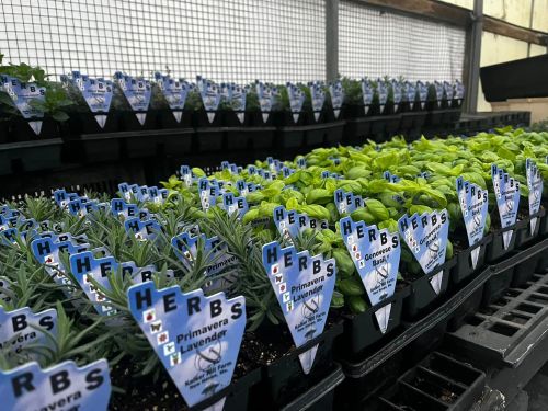Rows of potted herbs with labels, featuring green plants in a greenhouse setting.
