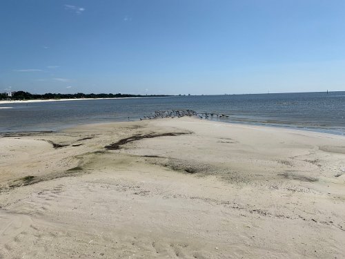 A sandy beach with a calm sea, scattered birds in the distance, and a clear blue sky overhead.