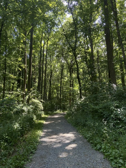 A sunlit gravel path winding through a lush green forest with tall trees and dense foliage on either side.
