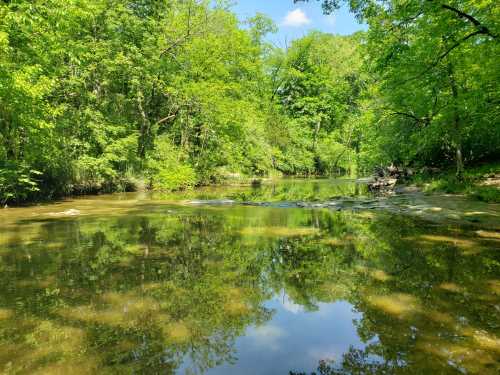 A serene river surrounded by lush green trees, reflecting the vibrant foliage on a sunny day.