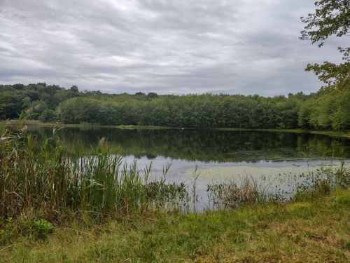 A calm lake surrounded by lush greenery and trees under a cloudy sky. Reeds line the shore.