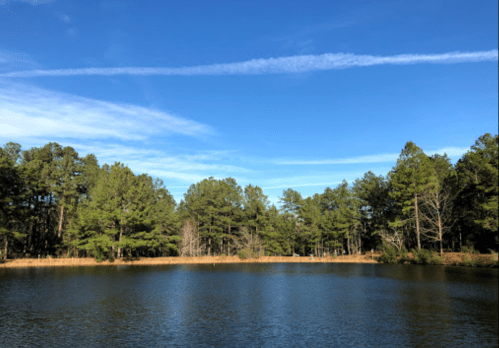 A serene lake surrounded by lush green trees under a clear blue sky with wispy clouds.