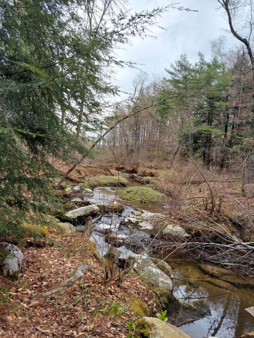 A serene forest scene featuring a small stream flowing over rocks, surrounded by trees and fallen leaves.