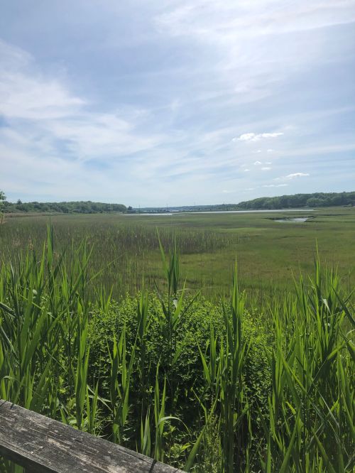 A serene landscape featuring tall grasses and a calm waterway under a blue sky with scattered clouds.