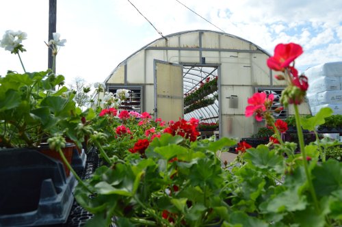 A greenhouse with an open door, surrounded by vibrant flowers in pots, under a partly cloudy sky.