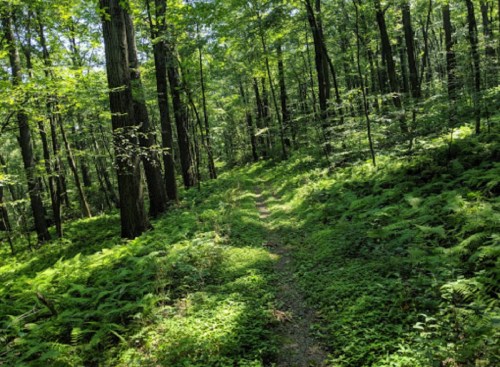 A serene forest path surrounded by lush greenery and ferns, with tall trees creating a peaceful atmosphere.