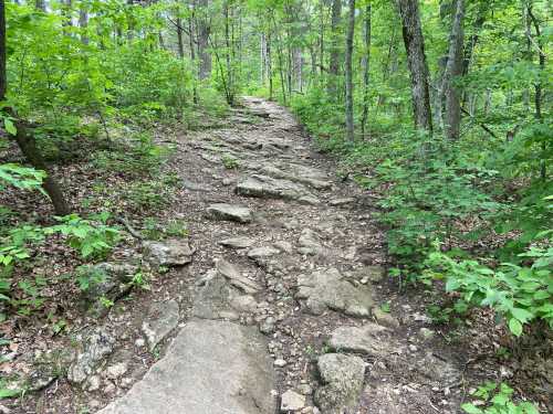 A rocky trail winding through a lush green forest with trees and foliage on either side.