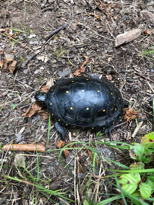 A black turtle with yellow spots crawls on the ground among leaves and grass.