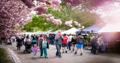 A bustling outdoor market scene with people walking among vendor tents, surrounded by blooming cherry blossom trees.