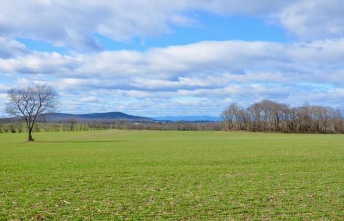 A wide green field under a blue sky with clouds, featuring a lone tree and distant mountains.