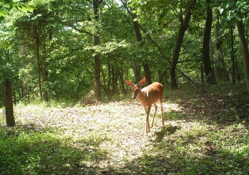 A deer stands in a sunlit clearing surrounded by lush green trees and foliage.