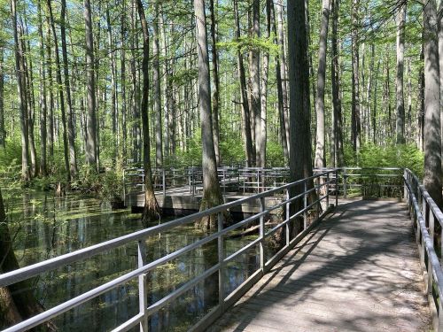 A wooden boardwalk winds through a lush, green swamp filled with tall trees and still water.