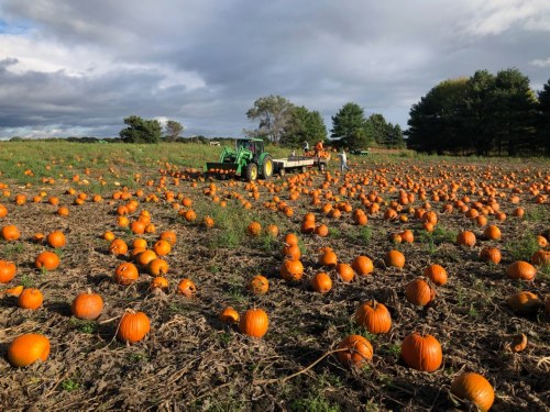 A pumpkin field with numerous orange pumpkins scattered across the ground and a tractor in the background.