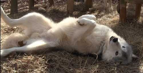 A fluffy white wolf lying on its back in a bed of straw, enjoying the sun.