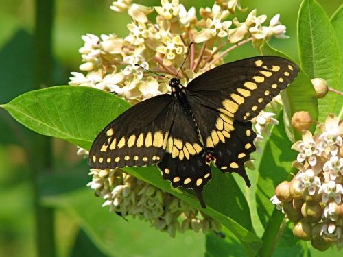 A black butterfly with yellow markings perched on a cluster of small white flowers against a green background.