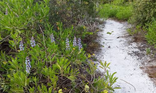 A narrow sandy path surrounded by green foliage and blooming purple flowers.