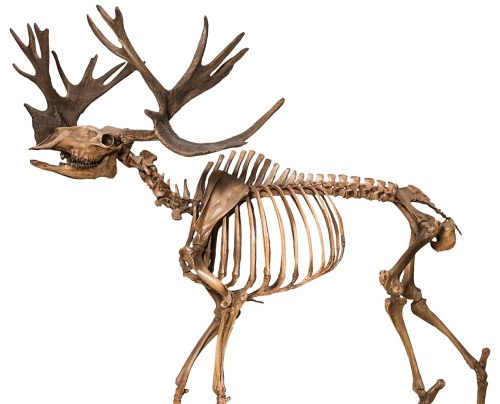 A detailed skeleton of a moose, showcasing its antlers, ribcage, and leg bones against a white background.