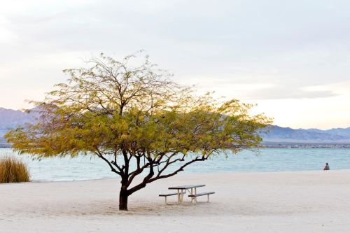 A solitary tree with yellow leaves stands near a picnic table on a sandy beach by the water. Mountains are in the background.