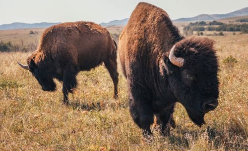 Two bison grazing in a grassy field with rolling hills in the background under a clear sky.