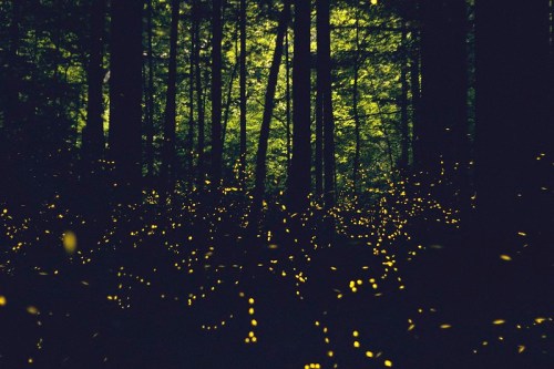 A dark forest illuminated by glowing fireflies, creating a magical, enchanting atmosphere among the trees.