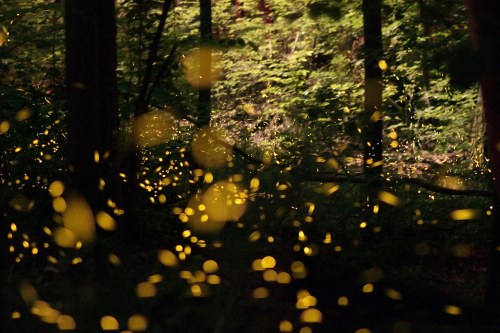 A serene forest scene illuminated by glowing fireflies, creating a magical, ethereal atmosphere.