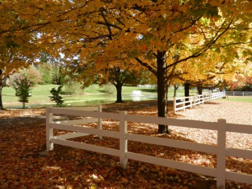 A serene autumn scene with vibrant orange and yellow leaves, a white fence, and a pond in the background.