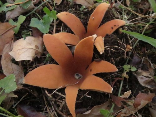 Two orange-brown mushrooms with petal-like shapes growing among fallen leaves and soil.