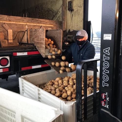 A worker in a mask unloads potatoes from a truck into a large container.