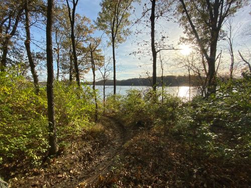 A serene path through trees leads to a calm lake, with sunlight filtering through the leaves on a clear day.