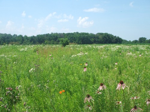 A lush green field filled with wildflowers under a blue sky, with trees in the background.