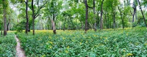 A lush green forest with a path winding through vibrant yellow wildflowers under a canopy of trees.