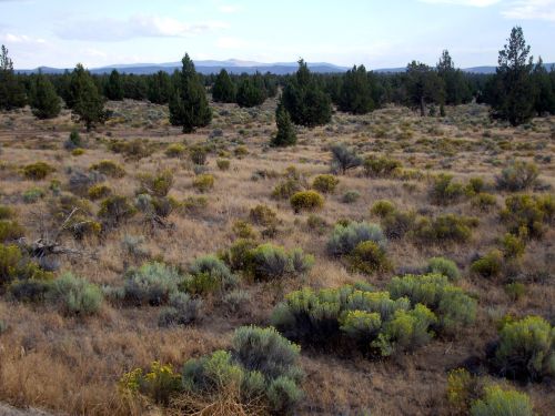 A vast landscape featuring shrubs and grasses, with scattered trees and distant mountains under a cloudy sky.