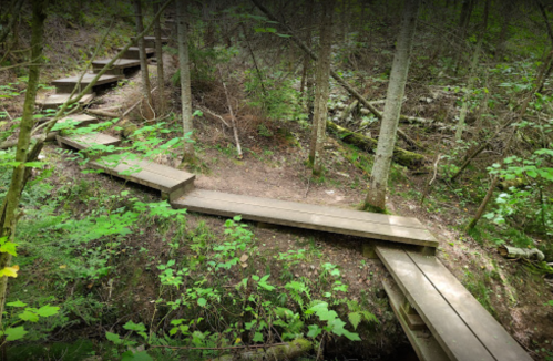 A winding wooden path through a lush green forest, surrounded by trees and underbrush.