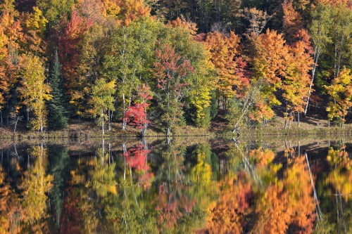 Vibrant autumn trees in shades of orange, red, and yellow reflected in a calm lake.