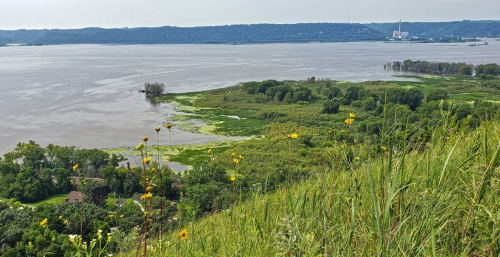 A scenic view of a river landscape with lush greenery and distant hills under a clear sky. Wildflowers in the foreground.