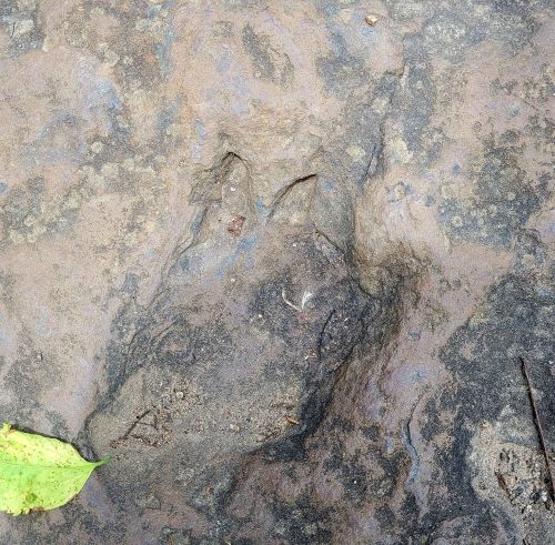 A clear animal paw print embedded in a rocky surface, surrounded by a small green leaf.