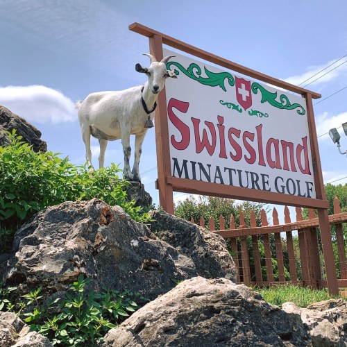 A goat stands on a rock near a sign that reads "Swissland Miniature Golf" against a blue sky.