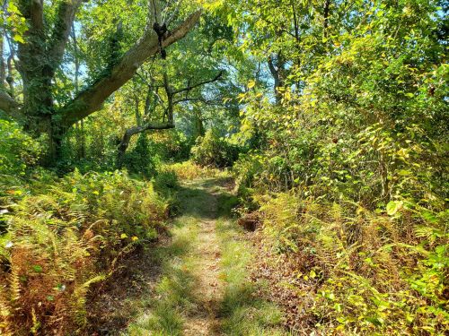 A sunlit path through a lush green forest, surrounded by ferns and trees, inviting exploration.