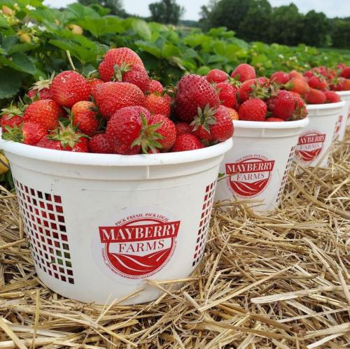 Baskets of freshly picked strawberries sit on straw, with lush green strawberry plants in the background.
