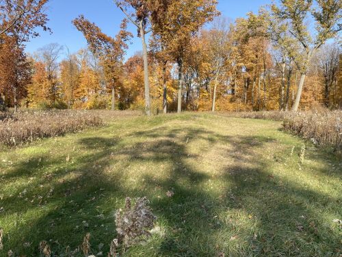 A grassy clearing surrounded by trees with autumn foliage, under a clear blue sky.