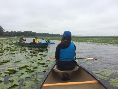 A group of people kayaking on a calm lake surrounded by lily pads under a cloudy sky.