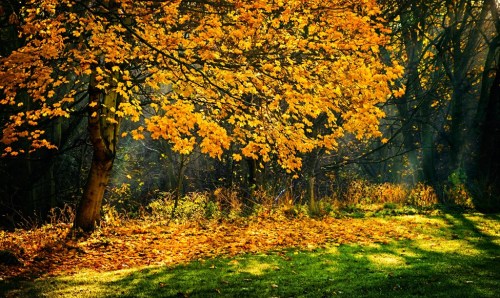 A vibrant autumn tree with golden leaves stands beside a grassy area, surrounded by a serene, wooded backdrop.