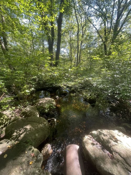 A serene forest scene featuring a small stream surrounded by lush greenery and large rocks. Sunlight filters through the trees.