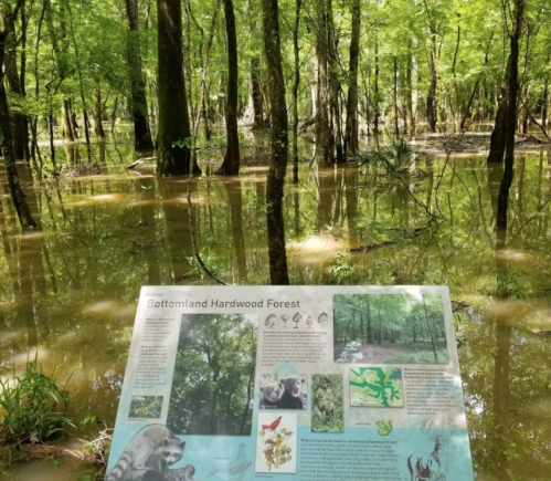 A sign in a flooded bottomland hardwood forest, surrounded by lush green trees and water.